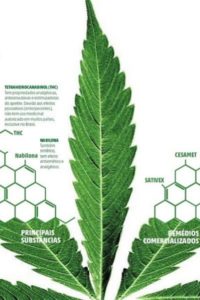 vertus médicinales du cannabis