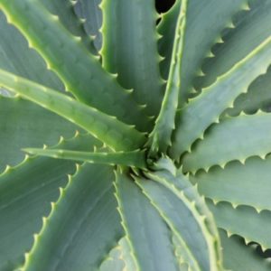 Aloe vera frais pour l'acné