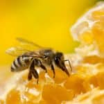 Cire d'abeille contre l'acné et les boutons