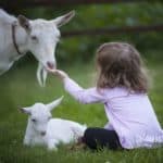 Lait de chèvre pour éviter une allergie et une poussée d’eczéma
